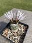 Preview: Turbinicarpus pseudopectinatus